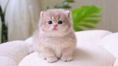 怎么样让小猫听话(怎么样让小猫不叫)