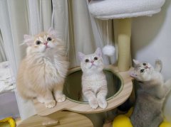 如何纠正猫咪圈地行为 急救宠物猫中暑的