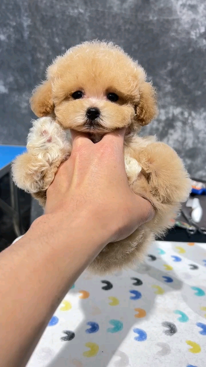 茶杯泰迪犬成年体重 茶杯体泰迪成年体型