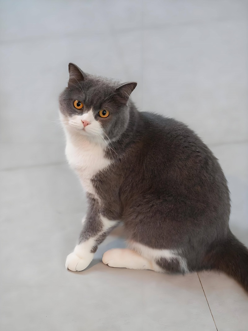 猫咪如何看年纪 猫咪怎样看年龄