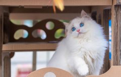 救助流浪猫狗的正确方法 如何正确的饲养