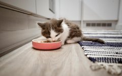 猫咪尿血怎么办 猫咪尿血的原因有哪些