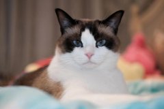 猫咪良好的饮食习惯如何培养