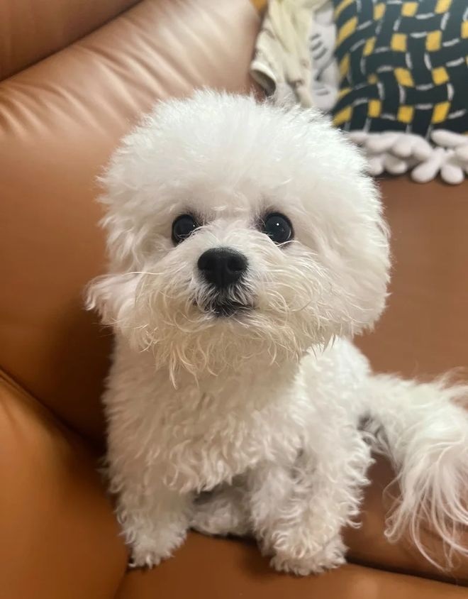 幼犬吃完狗粮精神不好_狗狗精神好不吃狗