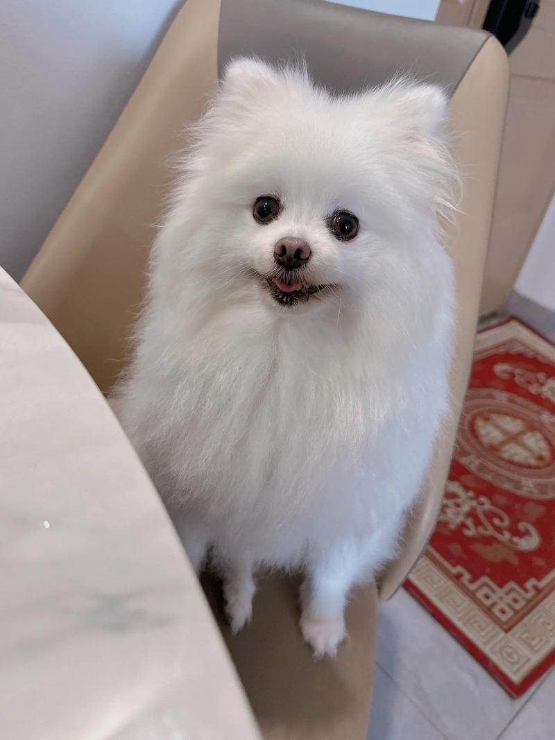 为什么小狗的嘴巴肿了(小狗为什么嘴巴好
