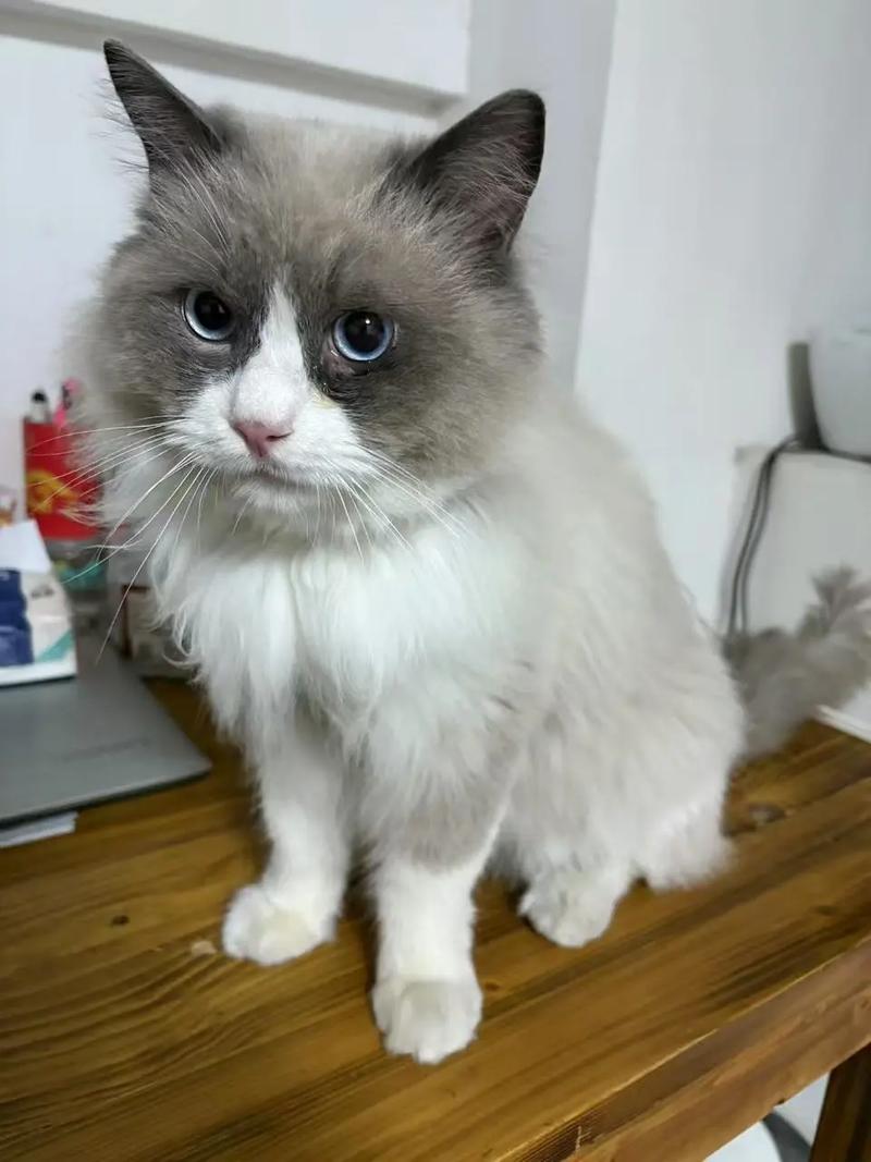 公猫绝育手术注意事项